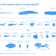 Illustration for article titled This Is How Big The Oceans Most Gigantic Creatures Can iReally/i Get